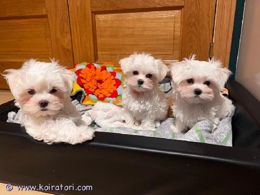 myydään maltese www.koiratori.com-ilmoitus Kaunis koiramme mila on saanut 4 maltankoiranpentua!pentuja on neljä. 2 poikaa ja 2 tyttöä. Ne syntyivät 14.12.2025 ja ovat luovutusvalmiita 8 viikon ikäisinä, eli 9.2.2026.ne rokotetaan ja madotetaan neljä kertaa ennen kuin ne saatte ????mila on 2,5-vuotias maltankoiratyttö. Hyvin kiltti ja rauhallinen koira. Hyvin perheystävällinen ja vahtii meitä hyvin koostaan ??huolimatta. Hyvin kiltti lapsille.maxim on 3-vuotias maltankoirauros. Se rakastaa halauksia ja huomiota ja on mieluiten sylissä koko ajan. Tulee toimeen kaikkien kanssa.pennut kasvavat hyvin tutussa ympäristössä. Ne ovat lasten ja muiden eläinten, kuten kissojen ja kanien, lähellä :)maltankoiranpennun kanssa tulee paljon vastuuta. Uskomme, että pennut menevät rakastavaan kotiin. Joku, joka voi antaa niille aikaansa ja huomiotaan. Lenkkeilyä ja koulutusta. Vaikka ne ovat pieniä koiria, ne tarvitsevat myös hieman liikuntaa.jos olet kiinnostunut, lähetä viesti, niin vastaamme sinulle mahdollisimman pian????