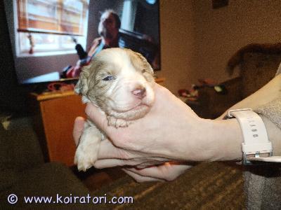 myydään Pennut Lagotto/Australianpaimenkoira  www.koiratori.com-ilmoitus Suomessa kokkolassa 17.1.2026 syntyneet pennut 4 nartua ja 3 urosta. Emä puhdasrotunen lagotto paino 16kg ja isä puhdasrotuinen australianpaimenkoira 20kg . Madutukset ohjelman mukaisesti ja sirutus, terveystarkastus ja rekisteröinti Asianmukaisesti 5vk ikäisenä ! Emä oma Kotikoira (viimeinen kuva) Luovutus 8vk ikäisenä aikaisintaan 14.3.2026. LISÄTIEDOT / KUVAT whats uppia nro 0451369282 timo tasähköpostitse  timolipponenxxx@gmail.com 