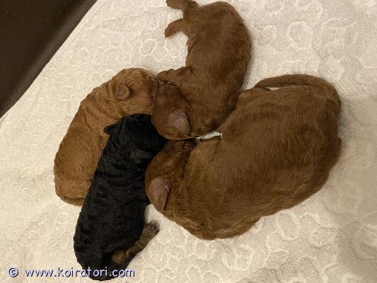 myydään kääpiövillakoira www.koiratori.com-ilmoitus Myynnissä kääpiövillakoiran pentuja,3 urosta ja 1 narttu. Kaksi urosta väriltään punainen, yksi blacktan ja yksi narttu aprikoosi pennut ovat syntyneet 20.01.2026 Pennut kasvavat lapsiperheessä tavallisen arjen keskellä, tottuen ääniin, käsittelyyn, lapsiin muihin koiriin sekä turkinhoitoon. Pennut luovutetaan 7 viikon ikäisinä 10.03.2026,eläinlääkärin tarkastamina, madotettuina ja sirutettuina. Pentujen vanhemmat ovat kumpikin kotikoiria, luonteeltaan sosiaalisia, ja tulevat hyvin toimeen lasten sekä toisten koirien kanssa. Pennut myydään vain vastuullisiin ja pysyviin koteihin. Kerron mielelläni lisää.