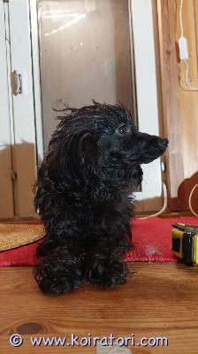 myydään villakoira www.koiratori.com-ilmoitus kotia etsii toy villakoira narttu yli vuoden ikäinen, tulee toimeen kissojen muiden koirien kanssa,  tykkää lapsista. Rodunomainen. rokotettu, sirutettu. Lisätietoja  sähköpostilla.