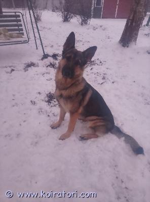 myydään saksanpaimenkoira www.koiratori.com-ilmoitus 3v saksanpaimenkoira narttu.elämän tilanteen muutoksen vuoksi joudumme luopumaan koirasta. Koira on kiltti, lapsirakas, tottelevainen ja leikkisä sekä energinen.koira soveltuu aktiiviseen kotiin jossa saa liikuntaa monipuolisesti. Terve ei allergioita tai muuta ongelmaa. Rekisteröity kennelliittoon. Lisää kuvia ja lisätietoa saa pyytämällä. 