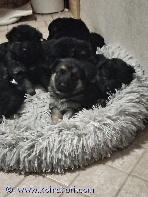 myydään saksanpaimenkoira www.koiratori.com-ilmoitus Myydään saksanpaimenkoiran pentuja vastuullisiin ja pysyviin koteihin. Pennut ovat syntyneet 23.12.2025 ja ovat luovutusikäisiä 17.02.20268 narttua ja 2 urosta.pennut kasvavat kotioloissa, ovat tottuneet ihmisiin, käsittelyyn ja kodin normaaleihin ääniin. Luovutettaessa pennut ovat: eläinlääkärin tarkastamiauseaan kertaan madotettujasirutettujaemo (ja isä) ovat terveitä, hyväluonteisia ja rodulle tyypillisiä.saksanpaimenkoira on aktiivinen ja älykäs rotu, joten pennut etsivät koteja, joissa on aikaa, liikuntaa ja kiinnostusta koulutukseen.kerrothan viestissä hieman itsestäsi ja millaiseen kotiin pentu olisi tulossa. Varaus maksu:100€. Lisää kuvia saa pyytämällä.