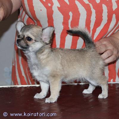 myydään chihuahua www.koiratori.com-ilmoitus Myynnissä on kaunis, punainen soopeli, pitkäkarvainen uros chihuahua-pentu. Pentu on syntynyt 21. Marraskuuta 2025. Pentu on rekisteröity viron kennelliittoon. Pennulla on kaikki tarvittavat paperit, se on rokotettu ja mikrosirutettu. Molemmilla vanhemmilla on tarvittavat eläinlääkärintodistukset. Jos olet kiinnostunut, ole hyvä ja esittele itsesi ja kerro meille perheestäsi, sillä haluan löytää pennulle parhaan kodin ja sopivimman perheen.