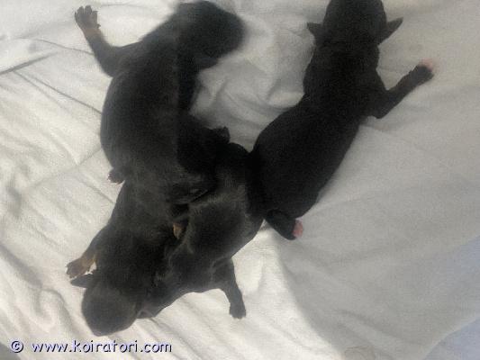 myydään kääpiövillakoira www.koiratori.com-ilmoitus Myydään kääpiövillakoira/shitzu mix pennut musta ruskeita kaksi karttua ja kaksi urosta .sirutettuna madotettuna ja eläinlääkärin tarkastamina luovutus ikäisiä maaliskuussa ei osamaksua