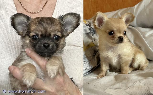 myydään chihuahua www.koiratori.com-ilmoitus Perheeseensä ja kotiinsa odottaa 2 kk saanut chihuahua tyttö, hyväluonteiset, hyvin kehittyneet, sosiaaliset pennut.pennut ovat mikrosiruja ja eläinlääkärin tarkastamia, säännöllisesti madotettuja koko pentujakson ajan,.ne luovutetaan rekisteröitynä kennelliiton fi-rekisteriin. Vanhemmat ovat ystävällisiä näyttelykoiria. Pennut ovat tottuneet muihin koiriin, ovat rohkeita ja aktiivisia. Kasvun suhteen he ovat pikemminkin pienemmällä puolella.jos olet kiinnostunut, ole valmis esittelemään itsesi ja perheesi, sillä haluan valita parhaan kodin ja sopivimman perheen.