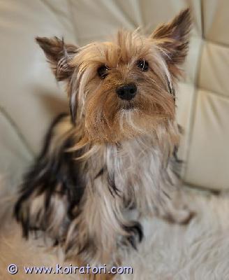 myydään Yorkshirenterrieri  www.koiratori.com-ilmoitus Hurmaava, 6kk ikäinen yorkkityttö Robina etsii  kotia. Luovutus heti. Iloinen ja ihmisläheinen pentu. Robina on madotettu useasti, rokotettu, sirutettu, eläinlääkäritarkastettu x 2 ja rekisteröity. Hän on syntynyt tavallisen lapsiperheen arkeen ja kasvanut tottuen kaikenlaiseen, myös toisiin koiriin ja kissaan. Mikäli etsit iloista ja touhukasta yorkkipentua niin ota yhteyttä numerosi kera, kun kaikinpuolin koiranhankinta on varma päätös ja taloutesi on kunnossa. Ei osamaksumahdollisuutta, ei sijoitukseen.