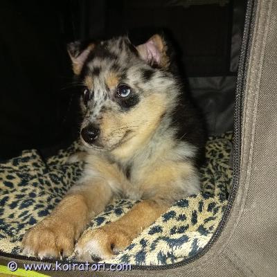 myydään pomsky www.koiratori.com-ilmoitus Mahdollisesti myös sijoitukseen13.11.2025 syntynyt narttu pentuell pentutarkastus 2.1.2026sirutettu 2.1.2026madotettu säännöllisestirokotukset tulee 12vk iässäsyntynyt suomessa suomalaisista vanhemmistasäkäkorkeus arviolta noin 40cm aikuisenaisä pienikokoinen, vajaa 35cm seurallinen helppo koira, ei haukkuherkkyyttä eikä riistaviettiä. Tottelevainen ja perus terve koira kaikinpuolin. Ei allergioita tms. Tulee toimeen kaikkien kanssa. emä isompi, ei niin seurallinen kuin isä mutta helppo koira ei haukkuherkkyyttä eikä riistaviettiä. Tottelevainen ja terve myöskin kaikin puolin, ei allergioita tms. Tulee toimeen kaikkien koirien kanssa ja lapset myös ok. kuljetus onnistuu etelän suuntaan mahdollisesti. 0404628691whatsapilla yht. Otot. 