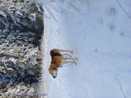 myydään venäjäajokoira www.koiratori.com-ilmoitus Myydään venäjänajokoira yhdeksän vuotias uros.viihtyy sisällä sekä ulkona. Ajaa jänistä. Rauhallisen luonteen vuoksi sopii hyvin myös seurakoiraksi. 