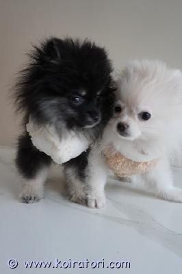 myydään pomeranian www.koiratori.com-ilmoitus Pomeranianpennut (3kk)etsivät rakastavia ja vastuullisia koteja. Ne ovat terveitä, onnellisia ja täynnä leikkisää energiaa. Niillä on pörröinen turkki, kirkkaat silmät ja suloiset pienet kasvot, jotka varastavat sydämesi välittömästi.näillä pennuilla on ihana luonne: hellä, ystävällinen, älykäs ja hyvin sosiaalistettu. Ne nauttivat ihmisen seurasta, rakastavat halauksia ja tulevat hyvin toimeen lasten ja muiden lemmikkien kanssa. Ne on kasvatettu rakastavassa kotiympäristössä ja ne ovat tottuneet päivittäisiin kodin toimintoihin.ne ovat uteliaita, älykkäitä ja innokkaita oppimaan, mikä tekee niistä erinomaisia ??kumppaneita perheille, pariskunnille tai yksilöille, jotka etsivät uskollista ja rakastavaa lemmikkiä.myös osamaksu.