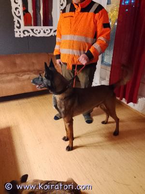 myydään malikka www.koiratori.com-ilmoitus Kotia etsii syksyllä 4v täyttävä uros malinois. Etsimme koiralle loppuelämän kotia ja ihmistä kuka oikeasti tietää rodusta muutakin kuin että sitä pitäisi lenkittä kyseessä erittäin vahva luontonsa omava uros ja etsimme miestä kuka pystyy kodin antamaan ei lapsi perheeseen  toiset koirat ollut ok vieraita kohtaan erittäin varautunut omistajaa kohtaan erittäin lojaali. Koira on peruskoulutettu  terve ei allergioita sirutettu madotettu rokotettu. Jos sinulla on koti maalla ja kaipaat vahtia täältä olisi sellainen soita niin kerromme mielellään koirasta enemmän.. Turhaa soitella ja kysellä pureeko onko sitä tai tätä koira on erittäin vaarallinen väärissä käsissä etsitään ainoastaan osaava  ihmistä  joka osaa koiran tarpeet täyttää 