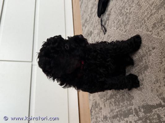 myydään villakoira www.koiratori.com-ilmoitus myydään kääpiövillakoiran pentuja. Pentujen emä on musta kääpiövillakoira ja isä aprikoosi toyvillakoira. Kaikki pennut ovat mustia. Pennuista yksi on toy-kokoinen ja kaksi kääpiökokoisia.pennut ovat eläinlääkärin tarkastamia, madotettuja ja sirutettuja. Kaikki pennut rekisteröidään suomen kennelliittoon. Pennut ovat luovutusiässä..