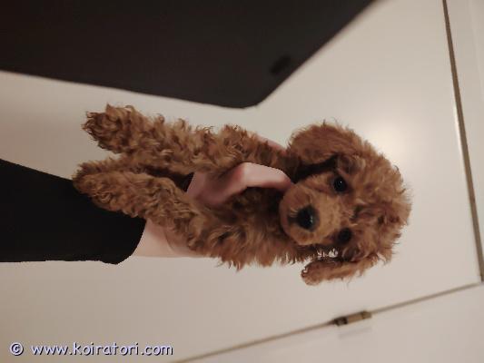 myydään toyvillakoira www.koiratori.com-ilmoitus 10.12.25 syntyneet toy villakoiran pennut.Pennut ovat sirutettu ja käyneet ell. Tarkastuksessa. madotus asianmukaisesti.Pennut kasvavat meillä lapsiperhe arjen keskellä, joten tottuneet meillä lapsiin 