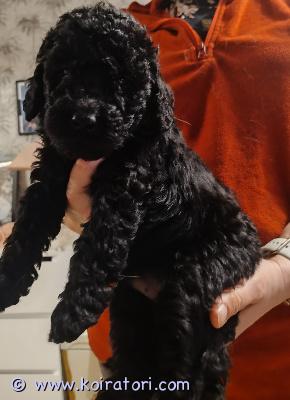 myydään doodle www.koiratori.com-ilmoitus 31.12 syntyneestä pentueesta (1u ja 3n )peruutuksen vuoksi kotia etsii urospentu. molemmat vanhemmat ovat keskikokoisia labradoodleja. Vanhemmat lonkka ja kyynärkuvattuja terveitä kotikoiria. Pennut madotetaan asianmukaisesti ,eläinlääkäri tarkastaa ja siruttaa pennut ennen luovutusta. Pennuille kasvaa trimmattava turkki.pennut kasvavat perheen keskellä tottuen myös muihin koiriin. Varausmaksu pennusta 200 joka vähennetään loppusummasta. Pentuihin ja emoon saa tulla tutustumaan parkanoon.