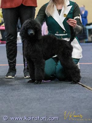 MYYDääN isovillakoira www.koiratori.com-ilmoitus Hyvää ja vastuullista kotia etsii 21.9syntynyt tyttöpentu.tyttö on sisäsiisti,perusasiat opetettu.luonteeltaan erittäin sosiaalinen ja rohkea ja tottunut toisiin koiriin ja kissoihin.plussaa jos perheellä kiinnostusta näyttelyihin mutta pääasia hyvä koti.vanhemmat terveet ja tutkitut ja myöskin hyväluonteiset.mukaan kattava pentupaketti.sijoitus myös mahdollinen.ota yhteyttä jos olet harkinnut villakoiran ottamista ja pennun hankinta on nyt juuri ajankohtainen asia ja sinulla on kaikki edellytykset pennun hankintaan.soita tai whatsapp +37255628699( puhun myös suomea).