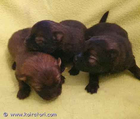 myydään kleinspitz www.koiratori.com-ilmoitus 27.1.2026 syntyneet kleinipojat varattavissa. Luovutus 17.3.2026 alkaen. Kerron mielelläni lisää pennuista