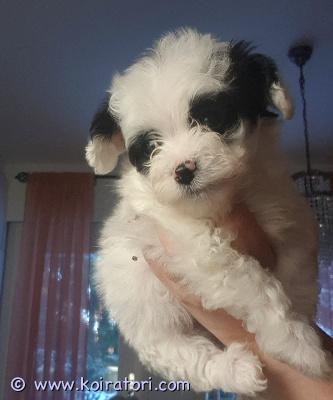 myydään mixpennut www.koiratori.com-ilmoitus Suomessa 17.12.2025 syntyneet mixpennut. Pennut ovat allergia ystävällisiä koska papillon/bichon frise mix. Pennut todella kauniita ja kooltaan jää aikuisena noin 3-5kg. Pennut käyneet eläinlääkärissä jossa tarkastettiin ja myös asennettiin sirut. Kaikki oli kunnossa pennuilla ja uusi omistaja saa mukaan lääkärin todistuksen pennusta. Toivon että pentu saa luonasi lopun elämän rakastavan kodin. Pentujen emo on myös nähtävissä ja hän onkin hoitanut pentuja todella hyvin. Pennut ovat nyt luovutus iässä eli voit tulla valitsemaan oman perheen jäsenesi.