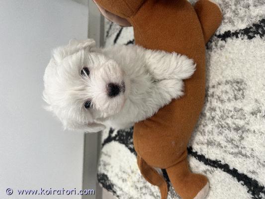 myydään coton www.koiratori.com-ilmoitus Coton de tulear tyttöpentu 8 vk ikäinen. Madotettu, sirutettu, eläinlääkäri tarkastanut terveeksi. Rekisteröidään suomen kennelliittoon. Ihana luonteinen. Nyt luovutusiässä. 