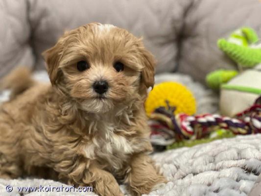 myydään maltipoo www.koiratori.com-ilmoitus Luovutusikuiset narttu ja urospentu vapaana. Pennut on moneasti madotettu, reippaita ja sosiaalisia . Eläinlääkärin tarkastama, sirut, eu passit. Annettu ensimmäinen nelosrokote. Vanhemmat kääpiövillakoira ja malta, kysy lisä, saa soittaa, kirjottaa jos aidosti kiinnosta 