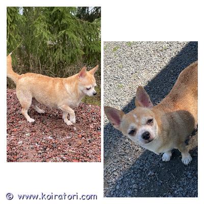 MYYDääN chihuahua www.koiratori.com-ilmoitus Etsitään 5 vuotiaalle rakastavaa kotia. Rokotetettu, sirutettu, terveystarkastettu. Miellyttävä luonne sopii hyvin lemmikiksi,kainaloon, lenkille ja kaveriksi yksinäiselle tai koirakaveri kaveriksi lukee hyvin omistajaansa. Kerrothan millaisen kotiin olisi tulossa. 