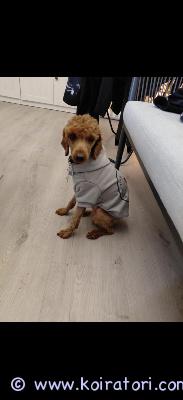 astutukseen kääpiövillakoira www.koiratori.com-ilmoitus Tarjotaan astutukseen keskikokoinen Aprikoosi villakoira. Terve, kiltti, rodunomainen. hyvä hermorakenne. V erittäin avoin, oppivainen ja energinen uros, joka tulee toimeen kaikkien kanssa. Arjessa rauhallinen ja helppo matkakumppani.kertamaksu: vaihtoehtoisesti voidaan sopia könttäsumma (esim. Yhden pennun hinta), rokotukset yms kunnossa ei fi rekisteröity