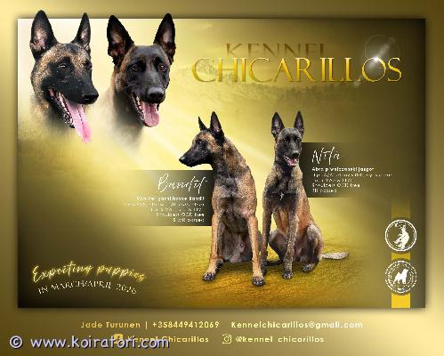 myydään belgianpaimenkoira www.koiratori.com-ilmoitus Edit 2. Astutettu 31.01.2026edit 1. Juoksut alkaneet 20.1.2026-----pentusuunnitelmia / puppyplanstietoa / info;-----nitaabra piwniczanski jazgotlonkat / hips; a/akyynäreet / elbows; 0/0selkä / spine;va0ltv0silmät / eyes = okocd = terve / free-----banditvon der gashi house banditlonkat / hips; a/akyynäreet / elbows; 0/0selkä / spine;va0ltv0sp0silmät / eyes = okocd = terve / free-----yhteys numeroon wa +358449412069 tai kennelchicarillos@gmail.com. Myös yv voi laittaa messengeriin.you can contact wa +358449412069 or kennelchicarillos@gmail.com. You can send pm for messenger too.-----(suomeksi)tulevat pennut rekisteröidään asianmukaisesti suomen kennelliittoon (fci). Pentue lähtee uusiin koteihin hyvin sosiaalistettuina, eläinlääkärin tarkastamina sekä madotettuina. Pennut tulevat elämään normaalin perhearjen keskellä.pentujen mukana tulee kattava pentupaketti, johon kuuluu tietysti kasvattajan elinikäinen tuki. Paketissa on mm. Sukupuu, pentuopas, tuttua ruokaa, vilttiä jne.pennuista odotetaan hyviä harrastuskoiria erityisesti suojeluhoimmiin, mutta myös potkua varmasti muihinkin lajeihin löytyy.pentueen emän kanssa on tehty bh sekä treenataan mahdollisesti kohti tk1. Narttu on hyvin aktiivinen koira, ja tältä löytyy kokoa 29kg verran. Siro kuitenkin rakenteeltaan, ja liikkuu sulavasti. Erittäin avoin koira, joka rakastaa ihmisiä, mutta osaa treenatessa olla välinpitänmätön. Ei ääni- taikka alusta-arkuuksia. Ruoka maistuu ilman kutinoita tai muitakaan ongelmia. Todella saalispainotteinen koira, joka rakastaa tekemistä. Hiukan dominoiva luonne, mutta kuitenkin erittäin miellyttämishaluinen ohjaajalle. Tasapainoinen narttu, joka toimii myös paineen alla.uroksen omistajan kertomaa;bandit on 32 kg painava malinois, jolla on upea rakenne. Tämä on tehnyt bh:ta vastaavan kokeen, stmrn ja treenaa mr1 varten. Uros on sosiaalinen ihmisten ja eläinten kanssa, sekä tällä on loistava on/off-kytkin. Kun bandit työskentelee, tämä on hyvin keskittynyt ja ottaa tehtävänsä vakavasti. Uroksella on hyvä otekäyttäytyminen, eikä sählää turhia, toimii myös paineen alla loistavasti. Bandit toimii erilaisissa ympäristöissä ongelmitta, eikä pelkää minkäänlaisia ääniä tai alustoja. Ei allergioita myöskään ja syö ruokansa mielellään ilman muitakaan ongelmia. Uros on itsenäinen ja pystyy työskentelemään kaukana ohjaajastaan. Tällä on todella paljon saalisviettiä, eli hyvinkin motivoitavissa oleva koira. Kaikin puolin tasainen ja kiva kaveri arjessa.pentujen vanhemmat ovat tutkittu laajasti, ja täyttävät pevisa ehdot..----------(english)puppies will be registered to finnish kennel club (fci). Puppies will move to their new homes well socialized, checked by vet and wormed. They will live in the middle of the normal family life.puppies will leave with a comprehensive puppy packet. Including lifelong support of the breeder. In packet there is for example; pedigree, puppy guide, familiar food, planket etc.puppies are expected to be good sportdogs. Particularly to protection, but also to other sport.the dam of the litter has passed the bh test and is possibly training towards the tk1 title. The female is a very active dog, weighing around 29kg. She is however slender in build and moves gracefully. An extremely open dog who loves people but can be indifferent during training. No issues with noise or surface fears. She eats well without itching or any other problems. A very prey-driven dog who loves having tasks to do. Slightly dominant in nature but very eager to please her handler. A balanced female who performs well under pressure.males owner told;bandit is a 32 kg malinois with an outstanding structure. He has passed a test equivalent to the bh, the stmr, and is training for the mr1 title. The male is social with both people and animals, and has an excellent on/off switch. When bandit is working, he is highly focused and takes his tasks seriously. He has good biting and doesnt mess around, performing excellently under pressure. Bandit works seamlessly in different environments and is not afraid of any sounds or surfaces. He also has no allergies and enjoys his food without any issues. The male is independent and can work away from his handler. He has a strong prey drive, making him highly motivatable. Overall, he is a well-balanced and pleasant companion in everyday life.the parents of the puppies have been extensively tested and meet the pevisa requirements.