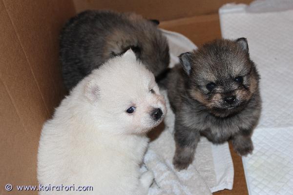 myydään kleinspitz www.koiratori.com-ilmoitus Kleinspitz urospennut varattavana s. 7.1.2026 