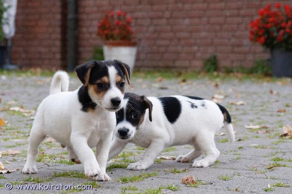 myydään jackrussellinterrierin www.koiratori.com-ilmoitus Kauniita jackrussellinterrierin pentujauros- ja naaraspuolisia jackrussellinterrierin pentuja, erittäin hyvin jalostettuja.terveystarkastettuja ja hauskoja. Ne eivät karvaa ja ovat hyviä sisäkoiria.älä missaa näitä nallekarhupentuja, jos voit tarjota niille hyvän kodin.