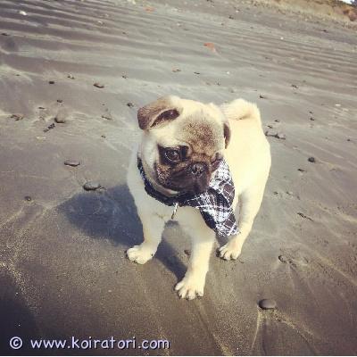 myydään mopsi www.koiratori.com-ilmoitus Löydä viehättävä mopsi, joka sopii ihanteellisesti seurakoiraksi. Tämä rotu tunnetaan ystävällisestä ja leikkisästä luonteestaan. Täydellinen perheille tai yksilöille, jotka etsivät uskollista kumppania.