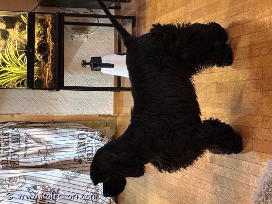 myydään amerikancockerspanieli www.koiratori.com-ilmoitus Sijoitetaan hyvään kotiin 6kk ikäinen poika pentu ( salon lähelle)pentu kaipaa aktiivista turkinhoidosta kiinnostunutta kotia.tulee toimeen kaikkien kanssa .rokotettu rekisteröity sekä madotettu lähes sisäsiisti , toki joskus saattaa tulla vielä vahinko sisälle.kerrothan kodistasi , perheestäsi ja kokemuksestasi pentua kysellessäsi