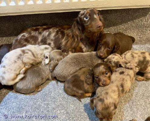 myydään kääpiömäyräkoira www.koiratori.com-ilmoitus Kääpiömäyräkoira, pitkäkarvainen – dappleiloksemme ilmoitamme, että sisin ensimmäinen pentue on syntynyt. Molemmat vanhemmat ovat perhekoiria, joilla on erinomainen luonne ja vahva 5-sukupolven kc-sukutaulu.vapaana olevat pennut:- ruskea  tan uros- ruskea dapple uros- 2 isabella-narttua- isabella dapple urossyntymäaika: 28.12.2025luovutus alkaen: 22.02.2026 (8 viikon iässä)kaikki pennut kasvavat rakastavassa kotiympäristössä. Ne ovat terveitä, leikkisiä ja hyvin sosiaalistettuja. Myös molemmat vanhemmat ovat erinomaisessa kunnossa ja hyväluonteisia.vanhemmat on terveystestattu ennen astutusta sekä sen jälkeen, ja kaikki terveystodistukset ovat saatavilla nähtäväksi.pennut luovutetaan:- ensimmäisen rokotuksen saaneina- madotettuina 2, 4, 6 ja 8 viikon iässä- mikrosirutettuina- eläinlääkärin tarkastaminavierailut ovat mahdollisia viikonloppuisin, jolloin pääsette tapaamaan pennut ja vanhemmat.ota rohkeasti yhteyttä, jos sinulla on kysyttävää.ystävällisin terveisin,