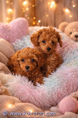 myydään toyvillakoira www.koiratori.com-ilmoitus 10.12.2025 syntyneet pennut etsivät rakastavia koteja.pennut ovat suomessa syntyneet ja kasvaneet.pennut on madotettu ja sirutettu 5.2.2026 ensimmäinen rokotus tulee uuden omistajan toimesta 12 viikon iässä rokotus ohjelman mukaisesti.pennut luovutetaan aikaisintaan 8 viikon iässä.( ovat jo yli 8 vko).pennuista tulee todennäköisesti toy kokoisia.