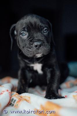 MYYDääN canecorso www.koiratori.com-ilmoitus Vielä muutama pentu varattavissa 30.12 syntyneestä pentueestamme.pennut ovat väriltään mustia ja siniharmaita.luovutushetkellä on pentu rekisteröity eestin kennelliittoon,sirutettu ja eläinlääkärin tarkastama sekä useasti madotettu.rokotettu iänmukaisesti.mukaan kattava pentupaketti ja kasvattajan loppuelämän tuki.osamaksu on mahdollinen.mikäli olet tutustunut rotuun ja sinulla on pennun hankinta ajankohtainen sekä kaikki edellytykset tarjota hyvä koti ota yhteyttä soittamalla tai whatsapp +37255628699.