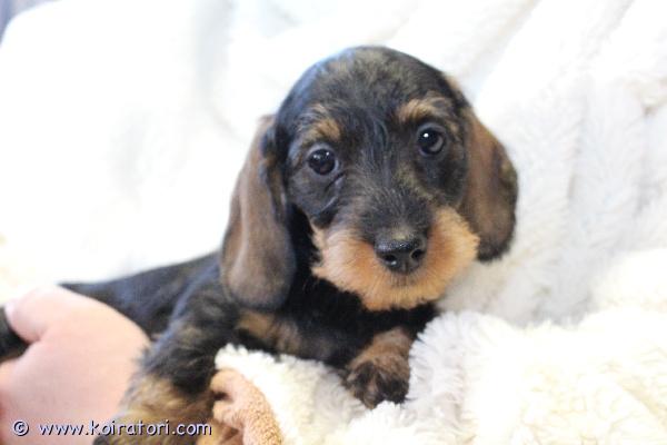 myydään karkeakarvainenkanimayrakoira www.koiratori.com-ilmoitus Kk kani mayrakoira tytto, synt.07.12.25,   valmis muuttamaan uuteen kotiin, paperit, rokotteet, siru, eu-passi. Etsiivat huolehtivaa ja rakastavaa kotia. Lisätiedot postitse. Meidan kotisivuilta www.taksik.com,puh.003725538914 ( engl. ). 