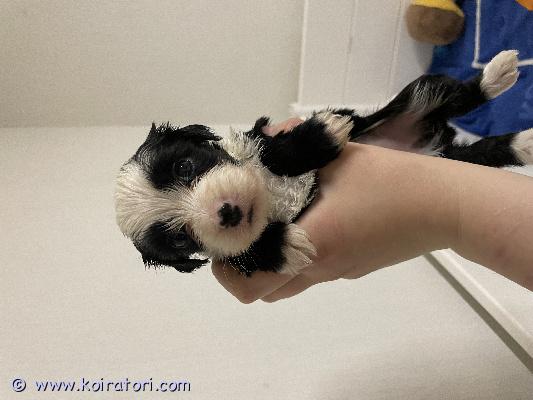 myydään monirotuinen www.koiratori.com-ilmoitus Hei, meillä etsii 8 viikkoinen koiranpentu omaa kotiaan, pentueessa 6 pentua, ja tämä viimeinen tyttö vielä jäljellä????laajasti terveystutkitut, hyväluontoiset sekä kennelliiton rekisterissä olevat vanhemmat????????kaikki tiedustelut sähköpostitse jomppupoo@gmail.com