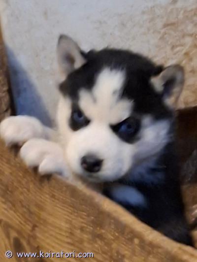 myydään siperianhuskypentue www.koiratori.com-ilmoitus 23.12.25 syntyneet siperianhusky pennut, 2 tyttöä, 3 poikaa etsivät loppuelämänsä kotejaan. Pennut on useaan kertaan madotettuja ja eläinlääkäri siruttaa ja tarkastaa pennut 16.2. Molemmat pentujen vanhemmat ovat myös nähtävillä.Pentuliinit asustavat Mäntyharjun Kuortin kylässä.Ei osamaksumahdollisuutta. Lisäkuvia pyydettäessä