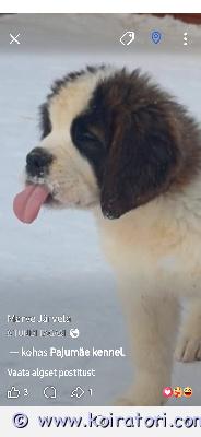 MYYDääN bernhardin www.koiratori.com-ilmoitus 3 bernhardiinikoiran pentua. 2 narttua ja yksi urospentu. Syntyneet 04.11.2025perheessämme kasvaa suloisia bernhardiinikoiranpentuja, joilla on isot tassut, pehmeät sydämet ja kyky jakaa rakkautta loputtomasti. Ne ovat rauhallisia, erittäin ihmisystävällisiä ja jo oikeita nallekarhuja.pennut ovat mikrosirutettuja, rokotettuja iän mukaan, saaneet tarvittavat madot ja niillä on europass- ja fci/ekl-rotutodistukset, ja ne ovat valmiita muuttamaan uusiin koteihin.bernhardiinikoira tunnetaan rescue-koirana ja ihanteellisena perhekoirana - uskollinen ystävä, lastenhoitaja ja sohvakumppani samassa. Nämä pennut sopivat sekä aktiivisille perheille että niille, jotka arvostavat rauhallista yhdessäoloa.pentujen vanhemmilla on erinomainen luonne, sukupuu ja hyvät sukupuut.pennut kasvavat kotiympäristössä, tottuvat arjen ääniin ja ihmisiin ja saavat parhaan mahdollisen alun elämään.etsimme niille huolehtivia ja rakastavia koteja, joissa niitä kohdellaan kuin perheenjäseniä.jatkan uusien perheiden tukemista ja neuvomista. Sisältyy:ostosopimusaloituspaketti