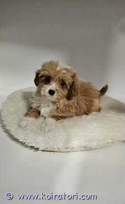 myydään maltipoo www.koiratori.com-ilmoitus Luovutusikuinen maltipoo urospentu vapaana. Pojasta tulossa noin 4 kg kaveri, sopii hyvin myös kerrostalon, pikkulapsi tuttu. Pentu on moneasti madotettu, eläinlääkärin tarkastama, siru . Annettu ensimmäinen rokotus , kaikki merkattu hänen eu passiin. Vanhemmat terveitä hyväluonteisia pikkukoiria toinen kääpiövillakoira toinen malta koira, kysy lisä