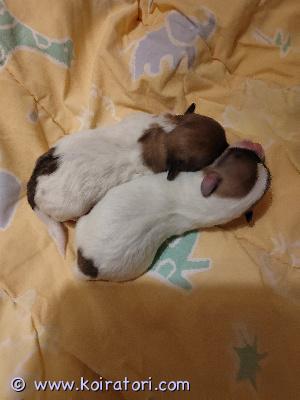 myydään cotondetulear www.koiratori.com-ilmoitus Tyttö ja poika pentunen varattavissa.syntyneet 12.2.2026, eli just pääsiäiseksi tipuileen uuteen kotiin, alk 2.4.2026pennut madotetaan asiamuikaisesti, sirutetaan js ell tarkastaa. 