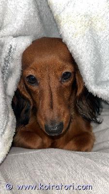 myydään mäyräkoira www.koiratori.com-ilmoitus Super mini , pitkäkarvainen mäyräkoiratyttö.reipas ja hyväluontoinen.ei haukkuherkkä.tykkää käpertyä kainaloon ja seurata varjon lailla joka paikkaan.hauska tapaus.metsälenkillä voi laskea vapaaksi ( valvotusti) , tottelee nimeään ja käskyä tulla viereen.maitohampaat on vaihtuneet, purenta ok.ei kennelliiton rekisterissä.7kk , alle 3 kg.hinnasta en tingi!super ihana seurakoira ja tosi pikkuinen.