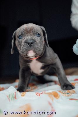 MYYDääN canecorso www.koiratori.com-ilmoitus Vielä muutama pentu varattavissa meidän 30.1 syntyneestä pentueestamme.pennut on rekisteröity eestin kennelliittoon,sirutettu ja eläinlääkäri on ne tarkistanut terveeksi ja ne on useasti madotettu.vanhemmat hyväluonteiset ja terveet.pennut ovat rohkeita ja sosiaalisia ja tottuneet myös kissoihin.mukaan pennulle kattava pentupaketti ja kasvattajan tuli loppuelämän.osamaksu mahdolisuus järkevissä erissä onnistuu jos sinulla on muuten elämä mallillaan ja mahdollisuus tarjota hyvä ja huolehtiva vastuullinen koti.mikäli olet pidempään miettinyt corson hankintaa,olet tutustunut rotuun ja pennun hankinta on nyt ajankohtaista soita tai laita whatsapp +37255628699 (puhun suomea)
