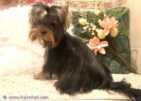 myydään yorkshirenterrier www.koiratori.com-ilmoitus Luovutusikuinen puoli vuotias narttupentu vapaana. Pentu on hyvin reipas, osaa kulkea ulkona , sisällä siisti ja älykäs. Pentua on moneasti madotettu, eläinlääkärin tarkastama, siru, eu passi, annettu kaikki rokotukset myös rabies, mitä kirjattu eläinlääkärin toimesta hänen passiin, rokotukset voimassa vuoden . Vanhemmat hyväluonteisia molemmilla polvet hyvät, tarkastukset viralliset, kysy lisä