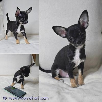 MYYDääN chihuahua www.koiratori.com-ilmoitus Lyhytkarvainen chihuahuan poikapentu etsii rakastavaa kotia.ikä 4,5 kk. Miniatyyrikoko.sosiaalinen, reipas ja ihmisrakas pikkuinen. On tottunut lapsiin ja sopisi hyvin rakastavaan kotiin lemmikiksi, kaveriksi ja kotikoiraksi.pentu luovutetaan asianmukaisesti rokotettuna, madotettuna ja sirutettuna. Mukaan tulee pentupaketti, ohjeita pennun hoidosta, rokotusohjeita ja sopimus pennun kaupasta. pikkuinen sopisi hyvin rakastavaan perheeseen lemmikiksi, kaveriksi ja kotikoiraksi.lisätietoja voi saada sähköpostitse /puhelimitse. 