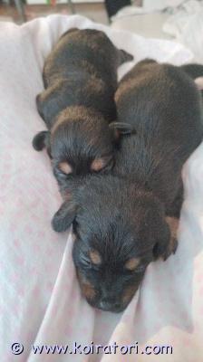 myydään kääpiövillakoira www.koiratori.com-ilmoitus Myydään kääpiövillakoira mix pennut emä kääpiövillis mix isä japanece chin / venäjäntoy mix musta ruskeita pitkäkarvaisia sirutettuna madotettuna ja eläinlääkärin tarkastamina luovutus ikäisiä maaliskuussa ,narttu ja uros vapaana ei osamaksua ei tuonti pentuja .