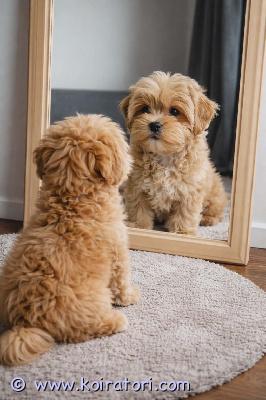 myydään maltipoo www.koiratori.com-ilmoitus Luovutusikuiset uros ja narttupentu vapaana. Pennut on moneasti madotettu, eläinlääkärin tarkastama , siru, eu passi ja voimassaoleva rokotus .vanhemmat terveitä kauniita hyväluonteisia pikkukoiria, kysy lisä 