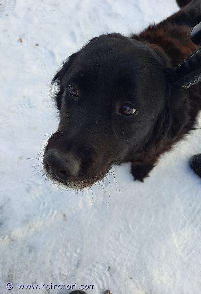 myydään sekarotuinen www.koiratori.com-ilmoitus Kiltti aikuinen sekarotuinen noutaja etsii  rakastavaa loppuelämän kotia. Omakotitaloon. Kiltti koirakaveri olisi iso plussa. Narttu, ikä 7 v. Puoliksi kultainennoutaja, lisäksi berninpaimenkoiraa ja suomenajokoiraa. Pysyy pihassa, helppo taluttaa. Ihana koira. Kerrothan viestillä kodistasi. 