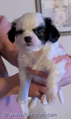 myydään sekarotuinen www.koiratori.com-ilmoitus Rakastavaa kotia etsii kaksi pientä sekarotuista 16.12.2025 syntynyttä narttupentua, Lumi ja Nalle. Eläinlääkäri tarkastanut ja siruttanut 7.2.2026. Tytöt ovat jo luovutusiässä. Ovat kasvaneet omakotitalossa, tottuneet muihin koiriin ja elämän ääniin. Ulkoilua on harjoiteltu jonkin verran (pakkanen rajoittanut opettelua), mutta hihnassa kävely ihmetyttää vielä. Mukaan saa pentupaketin mm. Kupin, leluja, kaulapannan ja pienen hihnan. Molemmat vanhemmat ovat alle viisikiloisia. Kaikkia rotuja ei tiedossa, mutta löytyy todennäköisesti ainakin chihua ja perhoskoiraa. Kerrothan millaisesta perheestä tarjoat kotia. Koirien pienen koon takia ei pikkulapsiperheeseen. 