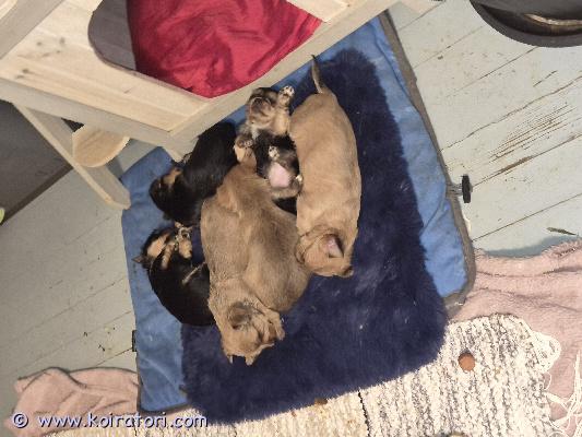 myydään yorkkimix www.koiratori.com-ilmoitus Varattavissa suomessa syntyneet yorkshirenterrieri cihuhua mix pentuja 1 uros ja 5 narttua.pennut ovat syntyneet 21.1 ja ovat luovutusikäisiä 18.3.eläinlääkäri tarkistaa ja siruttaa pennut ennen luovutusta.pennun voi varata tulemalla katsomaan ja maksamalla 300e varausmaksun joka vähennetään pennun hinnasta varausmaksua ei palauteta mikäli ostaja peruu kaupan.maksu käteisellä ei osamaksua.jos kiinnostuit pennuista minut saa varmimmin kiinni whatsapilla tai tekstiviestillä