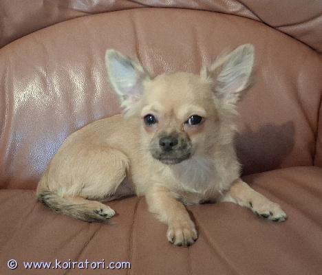 myydään chihuahua www.koiratori.com-ilmoitus Pablo on jo luovutusikään jonkin aikaa sitten jo tullut pentu, joka tykkää ihmisten seurasta ja rapsutuksista. Jos uusi omistaja jaksaa totuttaa voisi mahdollisesti olla myös kooltaan sopivan kokoinen seikkailu kaveriksi.Pablolla on alapurenta joka ilmenee hinnassa.Syntynyt Suomessa 08.09.2025, eli luovutusikäkin on ollut jo viime vuoden puolella.Pablo on rokotettu 12.02.2026, madotettu ennen tätä ja madotus ohjelman mukaisesti.Jos olisit kiinnostunut mahdollisesti antamaan pablolle hyvän kodin, otathan yhteyttä sähköpostitse: chihuahuapentu@hotmail.com