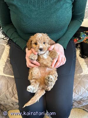 myydään teddypennut www.koiratori.com-ilmoitus Cavapoo teddypennut ovat ensi viikolla valmiina uusiin koteihin.pennut ovat syntyneet 31.12.25 ja ne on sirutettu, madotettu sekä eläinlääkärin tarkastamia.pennut on opetettu kaikkeen käsittelyyn.isä on kääpiövillis ja emä cavapoo. vanhemmat on terveitä ja todella sosiaalisia luonteeltaan. Erinomaisia perhekoiria.vapaana on kaksi tyttöpentua ja yksi urospentu.kihara ja musta pentu ovat tyttöjä ja ruskea pilkkuotsainen on poika.käteismaksu, ei osamaksua.vain nouto.