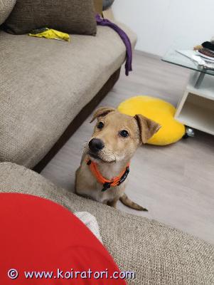 myydään sekarotuinen www.koiratori.com-ilmoitus Oman jaksamisen vuoksi 3,5kk saksanpaimenkoira, collie labbis mix poika.koira on varautunut vieraita kohtaan, mutta pian maailman paras kaveri.on ruoalle perso. Siis todella perso.